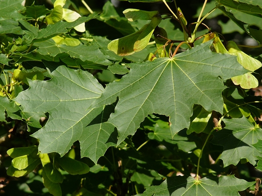{Acer platanoides}